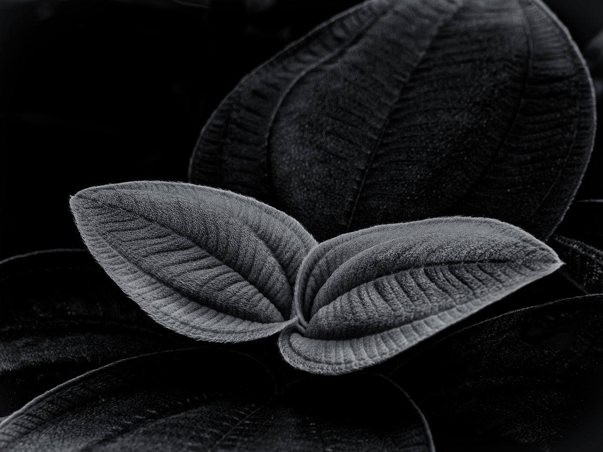 Two Leaves Poster och Canvastavla