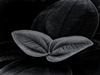 Two Leaves Poster och Canvastavla