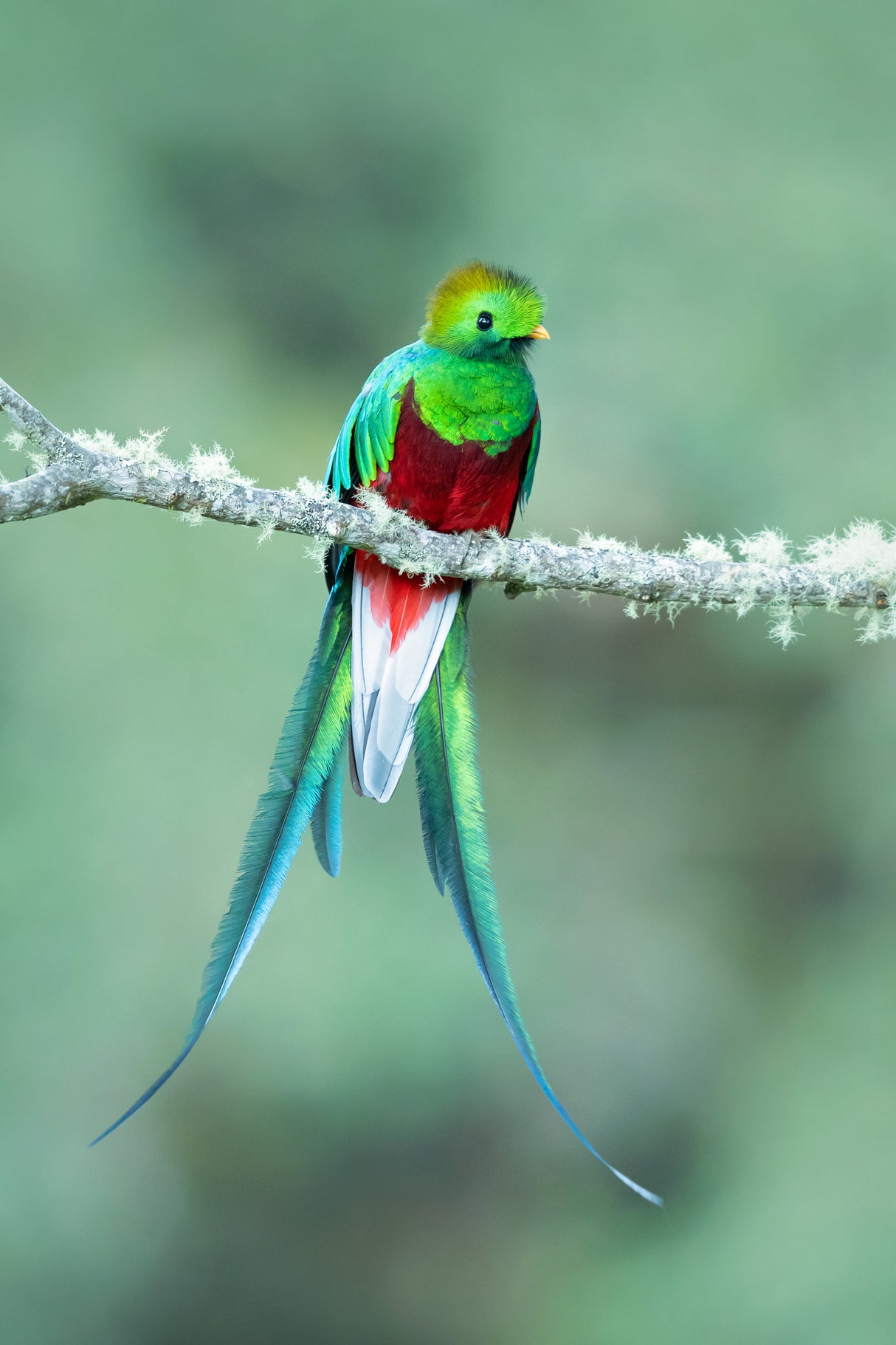 Resplendent quetzal Poster och Canvastavla