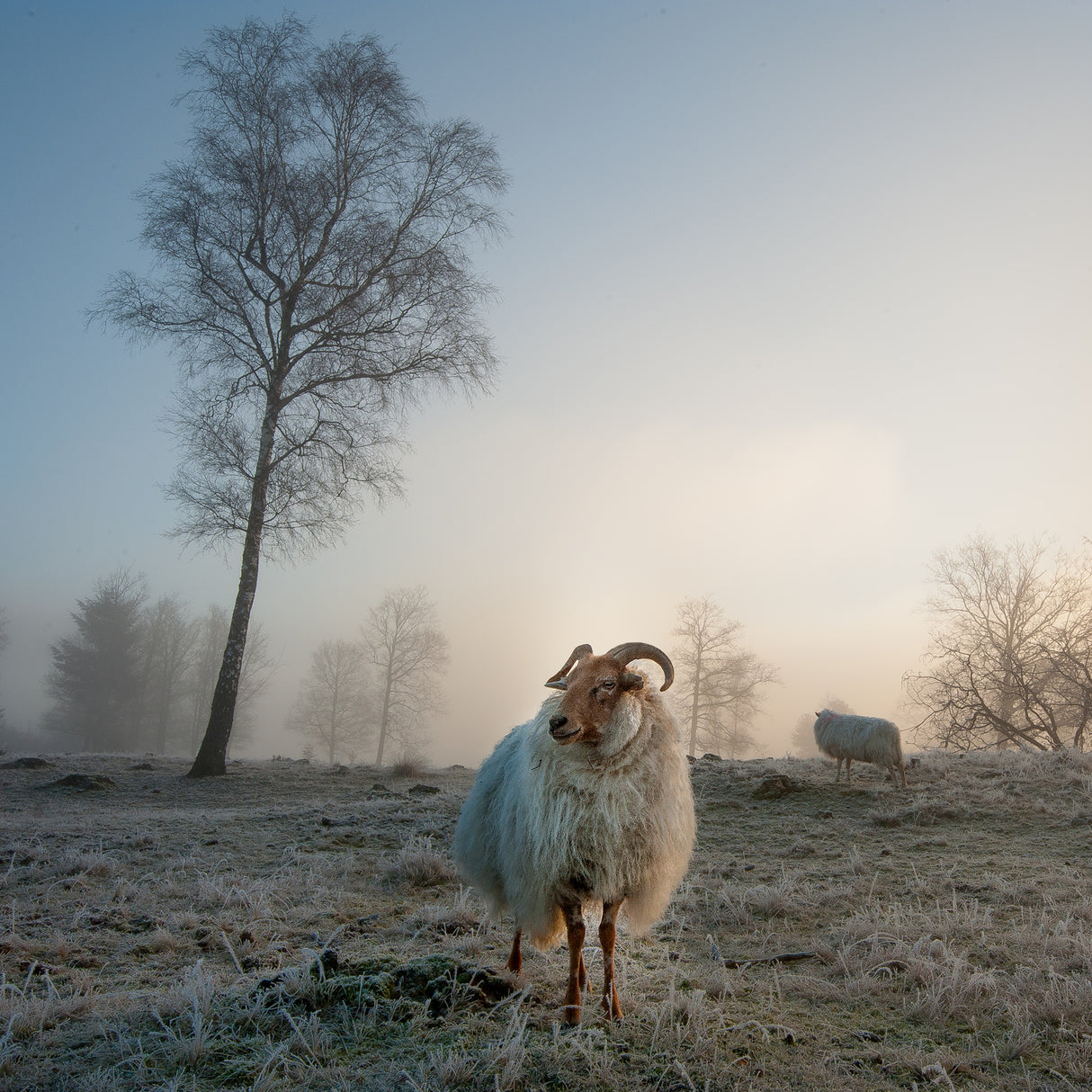 Good morning............ Poster och Canvastavla