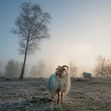 Good morning............ Poster och Canvastavla