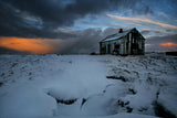 In a Cold Paw of Winter Poster och Canvastavla