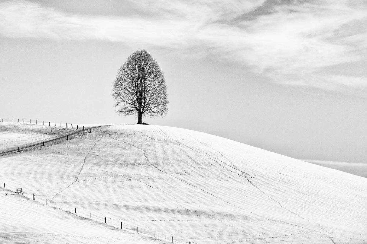 Single tree Poster och Canvastavla