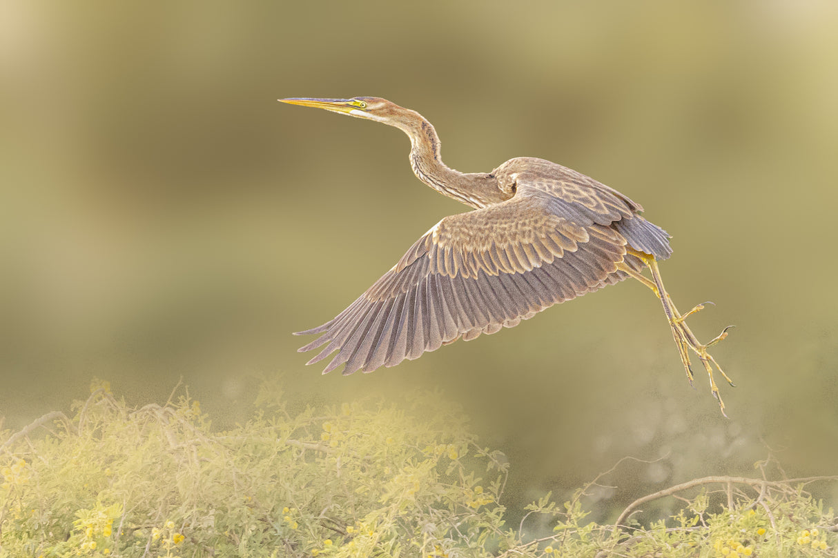 Purple heron Poster och Canvastavla