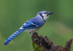 Just a Jay Poster och Canvastavla