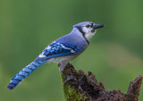 Just a Jay Poster och Canvastavla