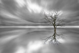 Ghost Tree Poster och Canvastavla