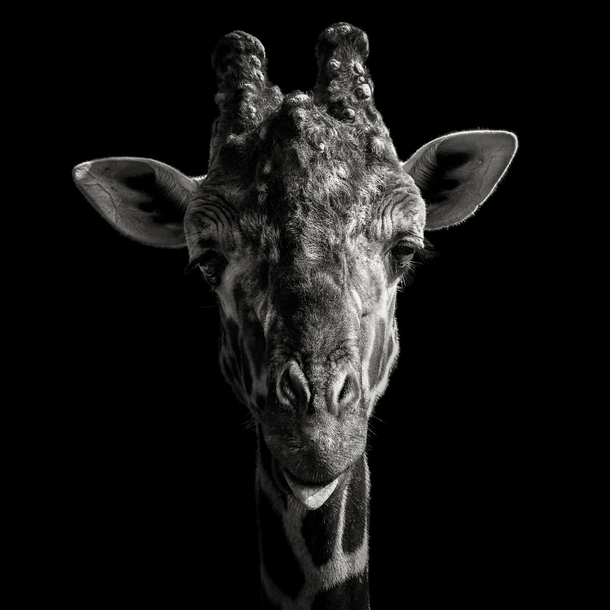 Cheeky Giraffe Poster och Canvastavla
