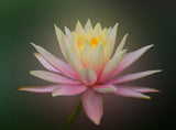 Water Lily Dream Poster och Canvastavla