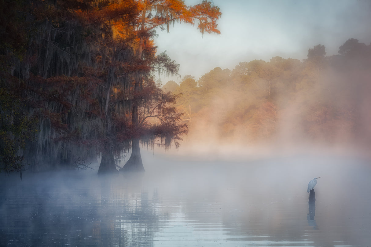 A Tranquil Morning at Caddo Lake Poster och Canvastavla