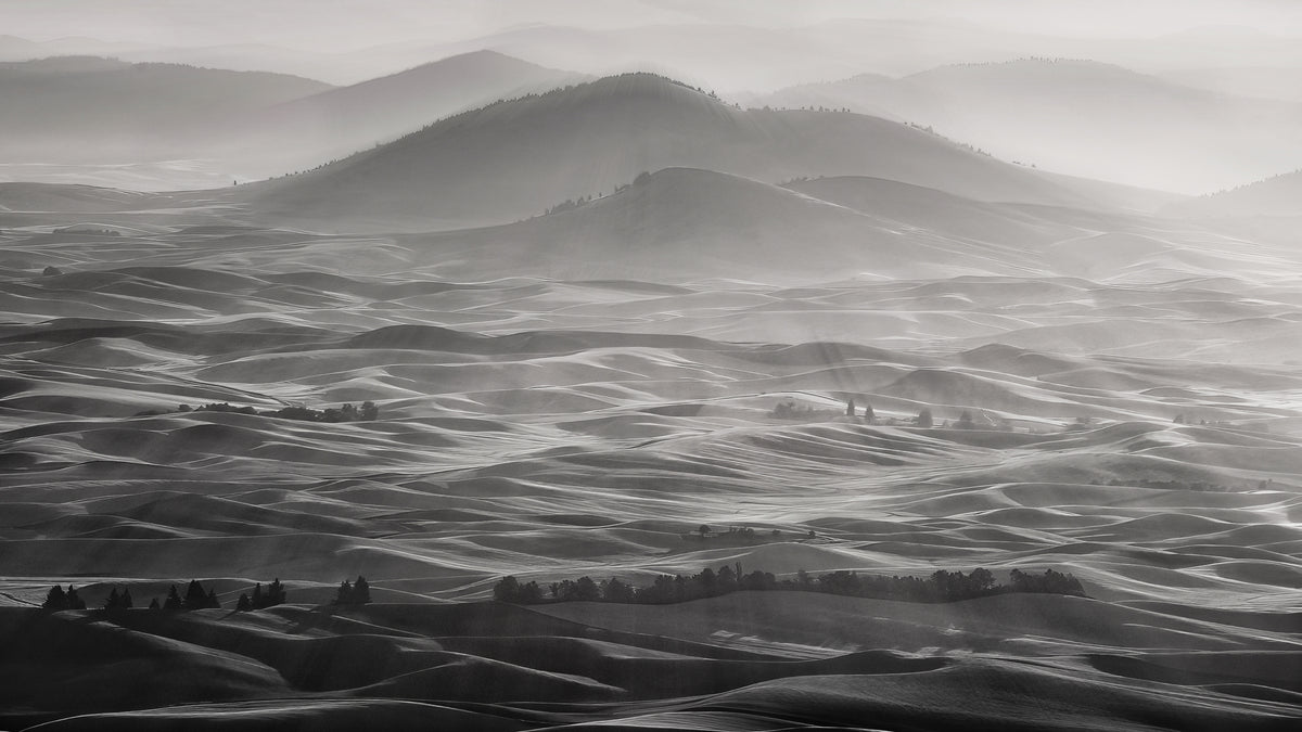 Palouse Field Poster och Canvastavla