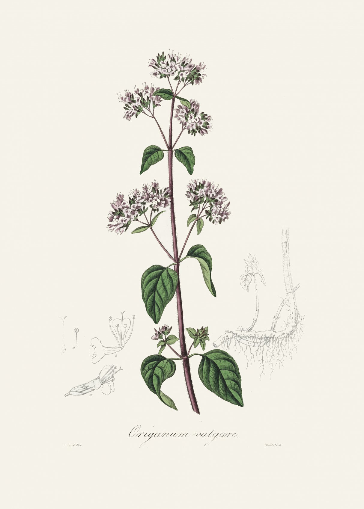 Oregano (origanum Vulgare) Medical Botany Poster och Canvastavla