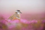 Dotterel in a pink setting Poster och Canvastavla