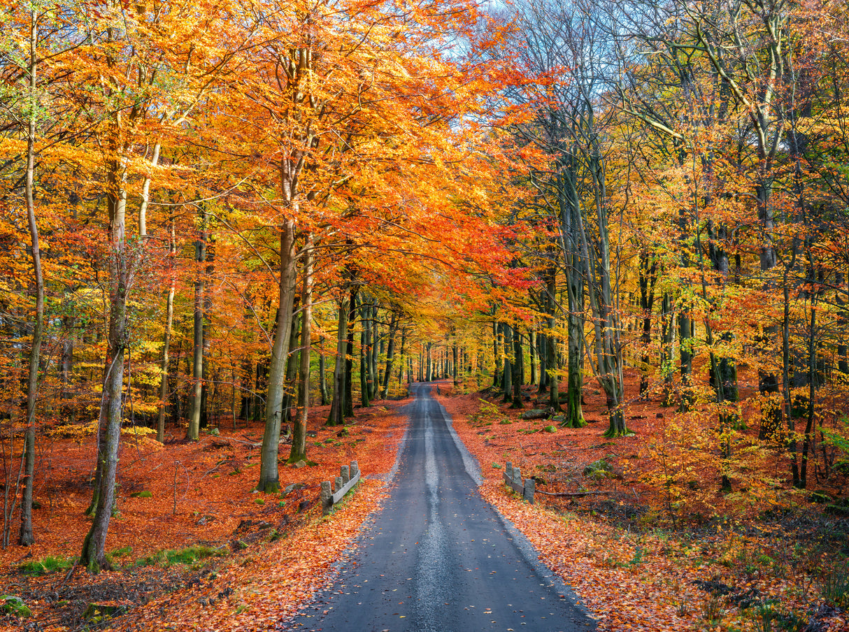 Road into autumn Poster och Canvastavla