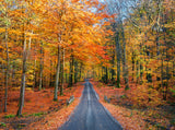 Road into autumn Poster och Canvastavla