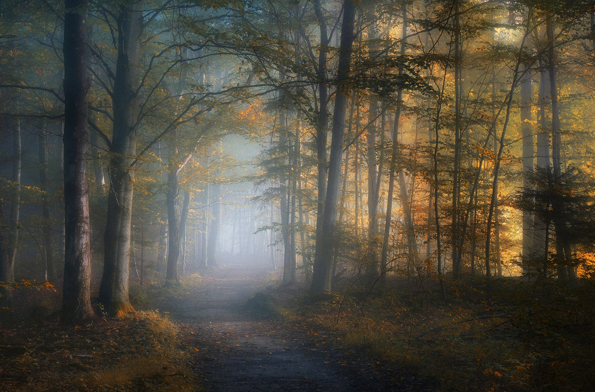 autumn symphony Poster och Canvastavla