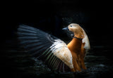 Ruddy shelduck Poster och Canvastavla