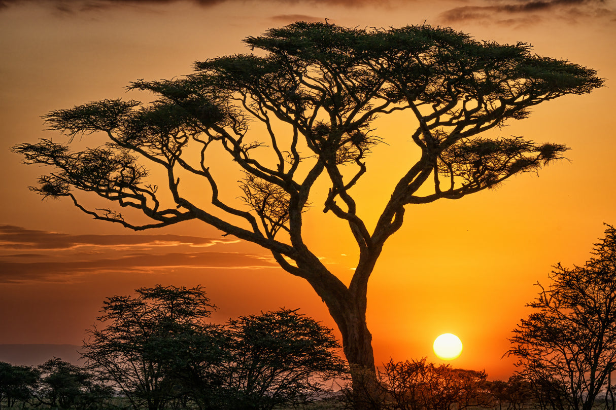 The Magic of Africa Poster och Canvastavla