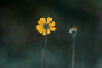 Flower Poster och Canvastavla