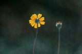 Flower Poster och Canvastavla