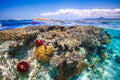 Mayotte : The Reef Poster och Canvastavla