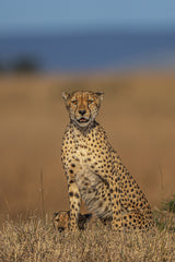 Cheetah Poster och Canvastavla
