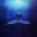 Whale Poster och Canvastavla