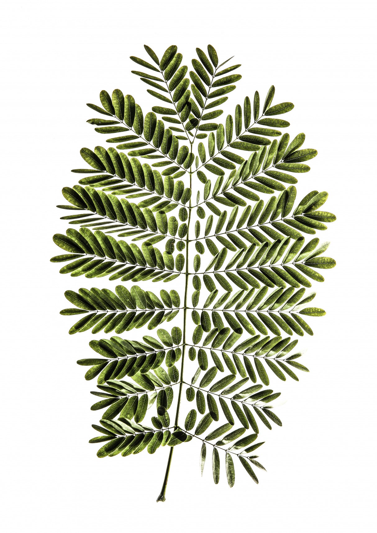 Leaf Study 02 Poster och Canvastavla