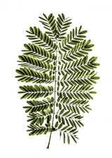 Leaf Study 02 Poster och Canvastavla