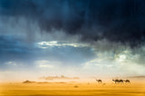 Storm, wind, rain, sand, camels and incredible light in the desert Poster och Canvastavla