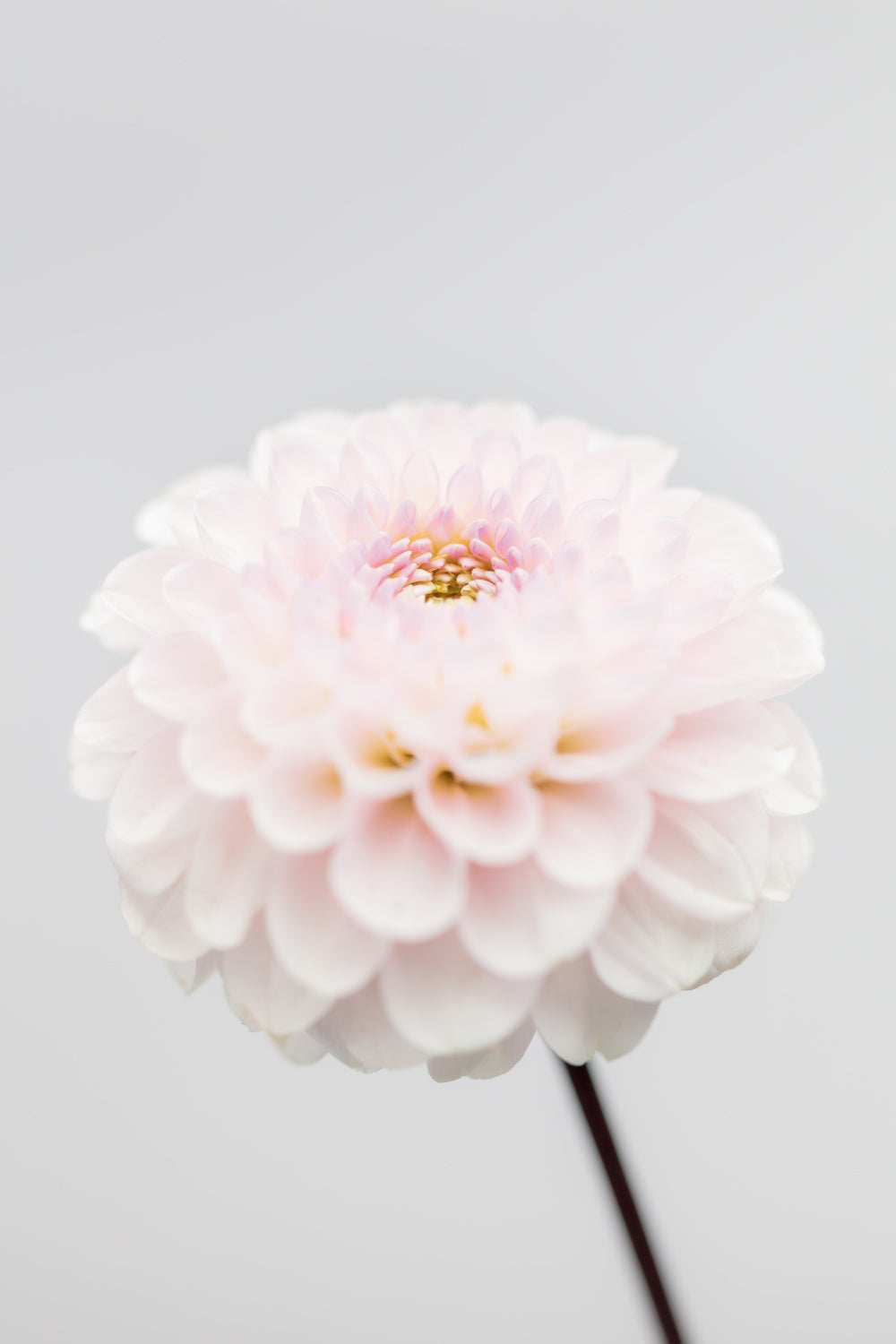 Pink Flower No3 Poster och Canvastavla