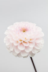 Pink Flower No3 Poster och Canvastavla