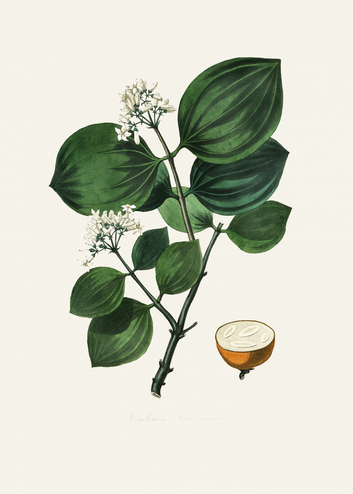 Poison Nu (strychnos Nux Vomica) Medical Botany Poster och Canvastavla