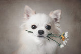 Chihuahua with flowers Poster och Canvastavla