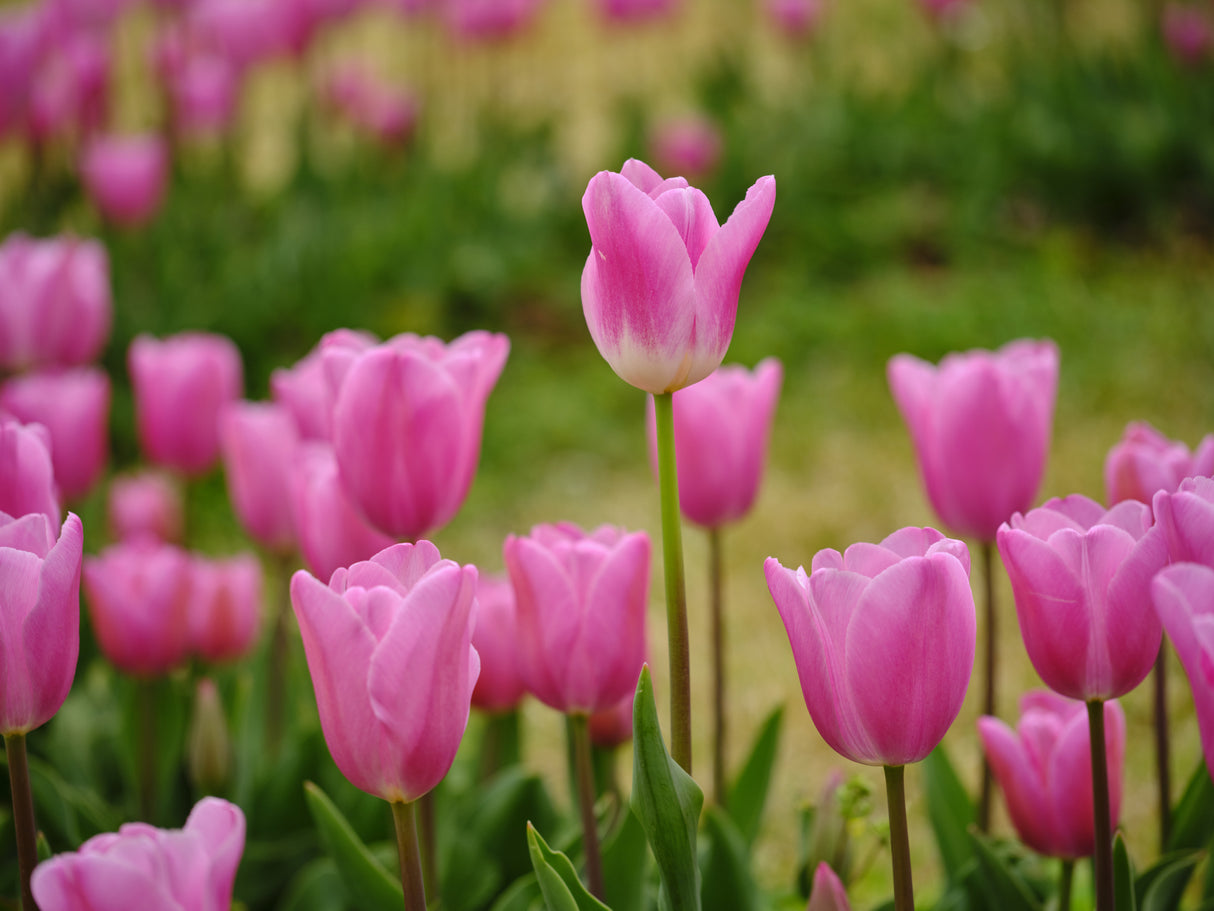 Pink Tulips Poster och Canvastavla