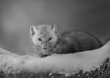 Cute Pine Marten Poster och Canvastavla