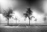 Parking tree Poster och Canvastavla