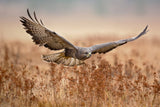 Common Buzzard Poster och Canvastavla