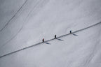Peaceful walk Poster och Canvastavla