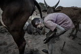 Mundari tribe child cleaning his head with cow urine - South Sudan Poster och Canvastavla