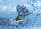 European robin (Erithacus rubecula). Poster och Canvastavla