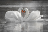 Love Poster och Canvastavla