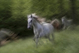 Lipizzaner Poster och Canvastavla