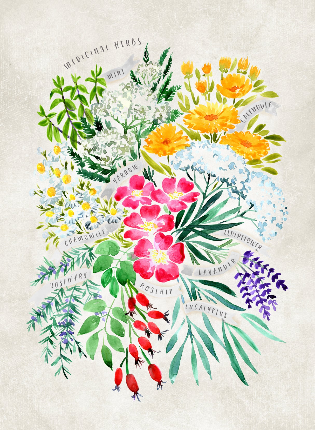 Medicinal herbs in vintage gray Poster och Canvastavla