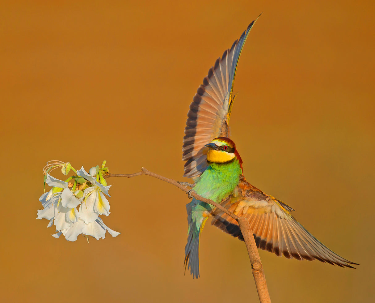 Bee-eater.. Poster och Canvastavla