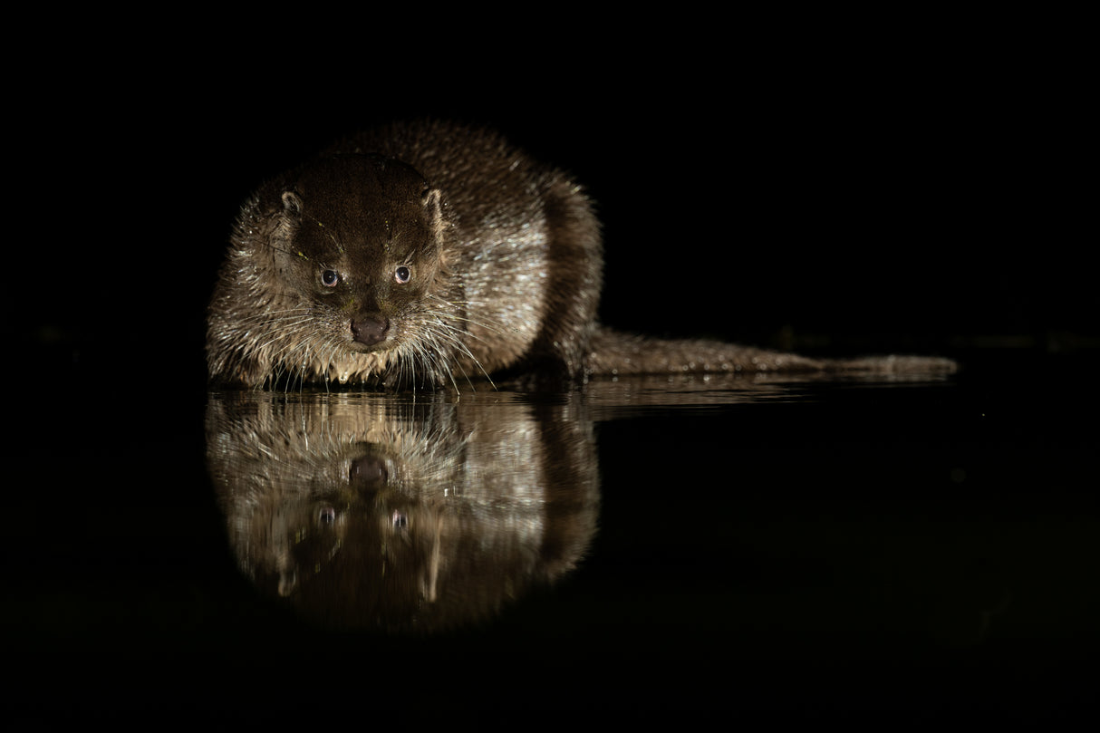Otterly beautiful... Poster och Canvastavla