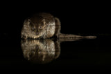 Otterly beautiful... Poster och Canvastavla