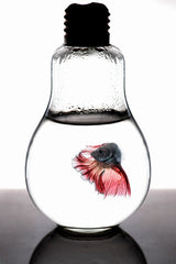 betta fish red Poster och Canvastavla