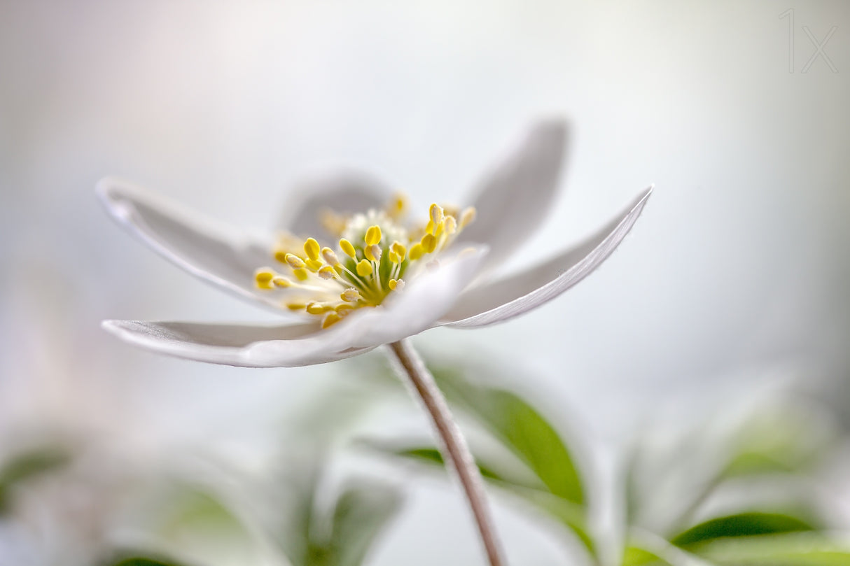 Wood Anemone Poster och Canvastavla