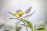Wood Anemone Poster och Canvastavla